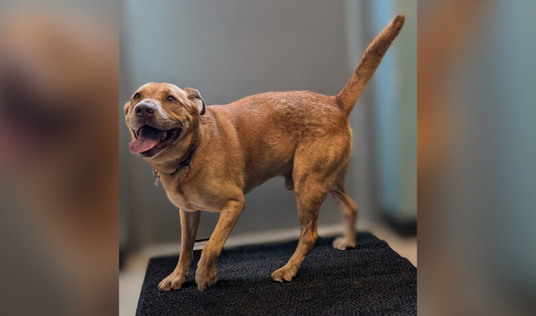 Adorable Adoptables: Cassey, Clark and Frankie