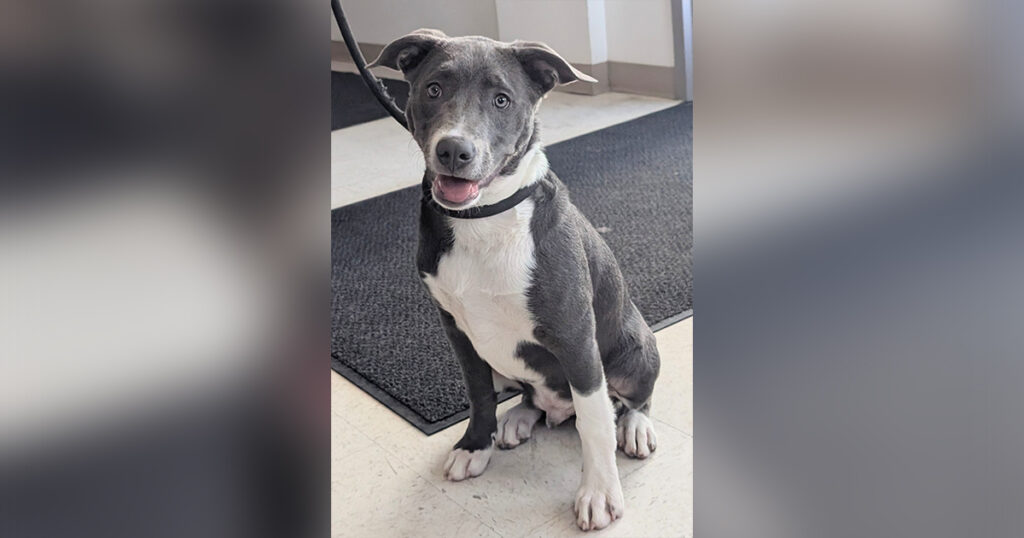 Adorable Adoptables: Bo, Joe, and Koda