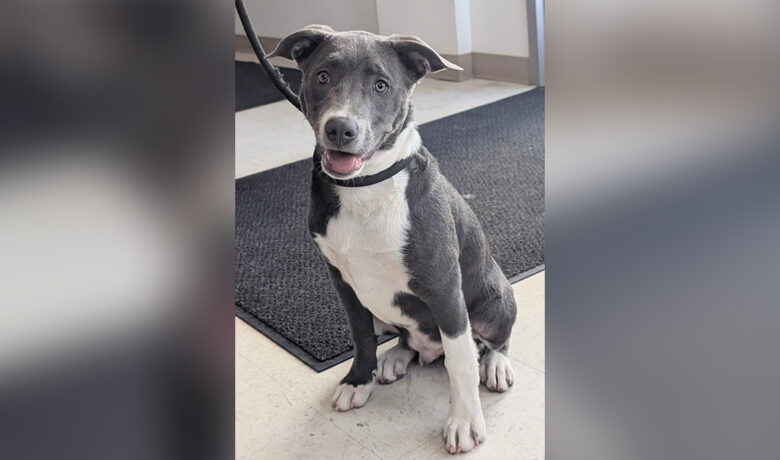 Adorable Adoptables: Bo, Joe, and Koda