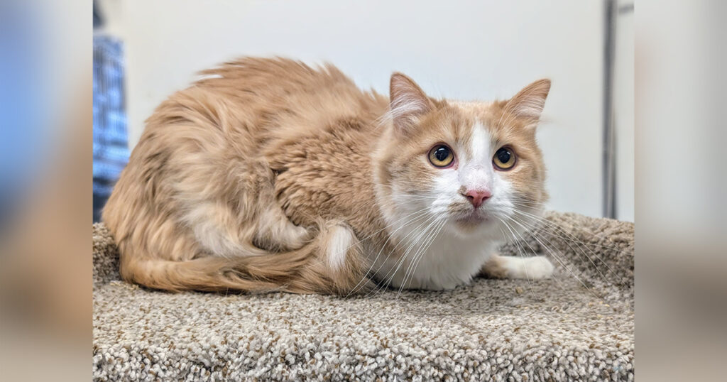 Adorable Adoptables: Raven, Azalea, and Goliath