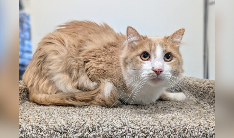 Adorable Adoptables: Raven, Azalea, and Goliath