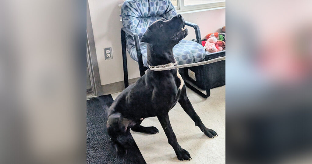 Adorable Adoptables: Homie, Axel and Sissy