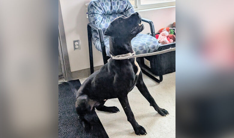 Adorable Adoptables: Homie, Axel and Sissy