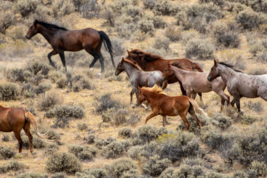 BLM Gathers 1,677 Animals in Adobe Town Management Area