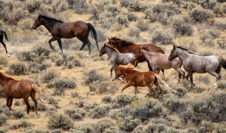 BLM Gathers 1,677 Animals in Adobe Town Management Area