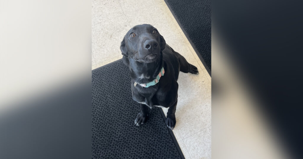 Adorable Adoptables: Lulu, Rozy, and Sunshine