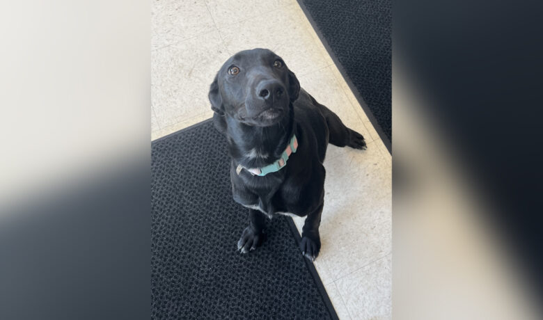 Adorable Adoptables: Lulu, Rozy, and Sunshine