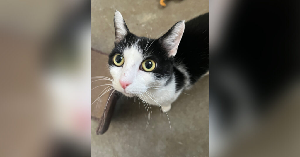 Adorable Adoptables: Noila, Abigail, and Goliath