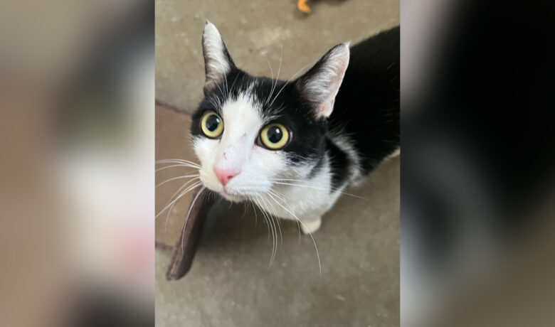 Adorable Adoptables: Noila, Abigail, and Goliath