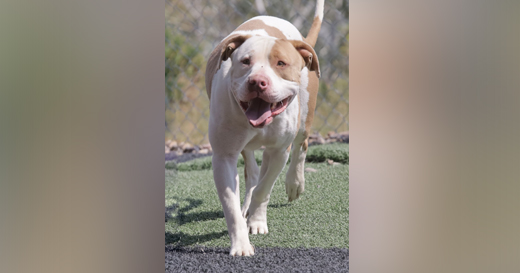 Adorable Adoptables: Gigi, Saint, and Dax