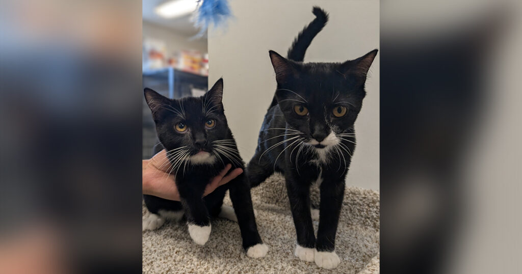 Adorable Adoptables: Stormfly, Ruffnut, Zuri, and Winchester