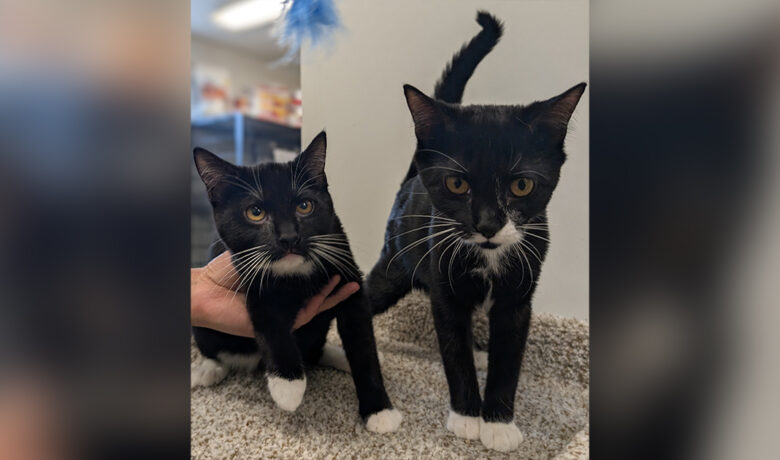 Adorable Adoptables: Stormfly, Ruffnut, Zuri, and Winchester