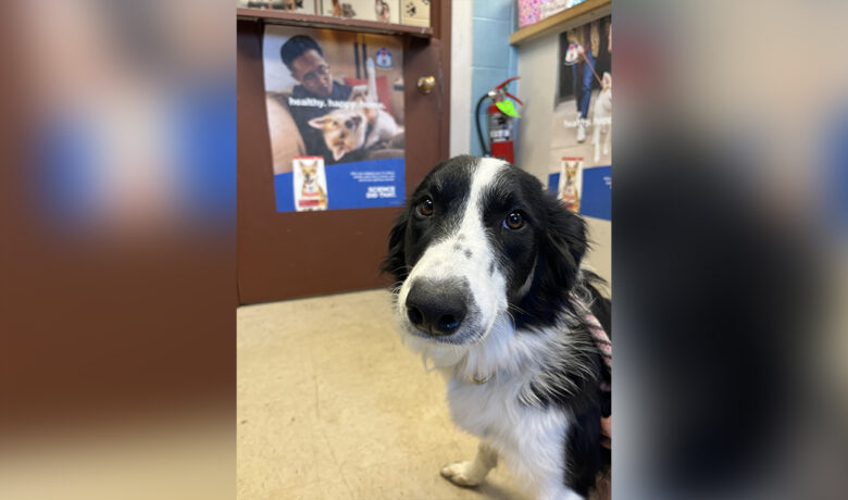 Adorable Adoptables: Ranger, Mazie, Dudley