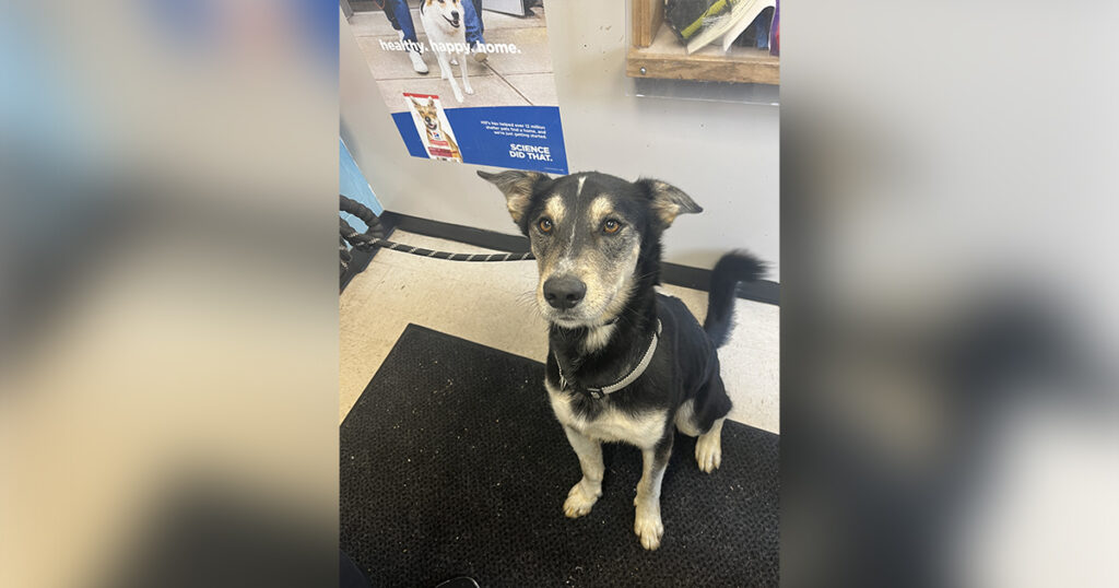 Adorable Adoptables: Teddy, Triple H, and Rocky