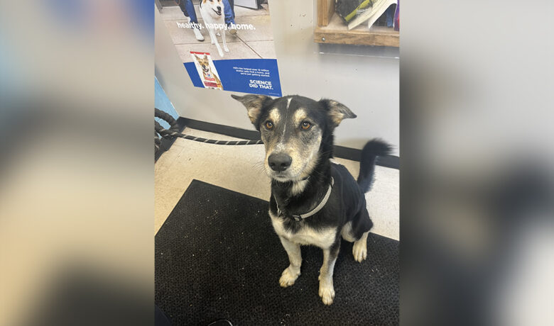 Adorable Adoptables: Teddy, Triple H, and Rocky