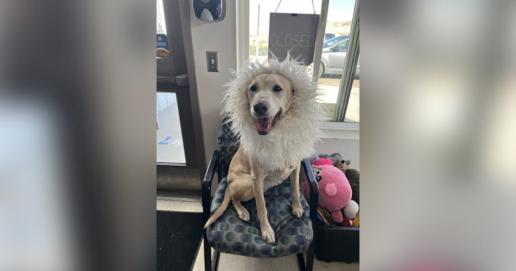 Adorable Adoptables: Marley, Lulu, and Raz