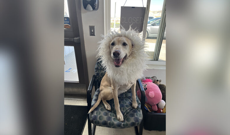 Adorable Adoptables: Marley, Lulu, and Raz