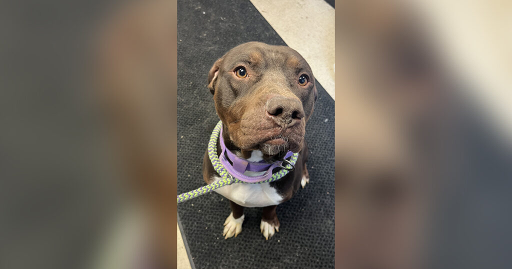 Adorable Adoptables: Kratos, Nova, Daytona