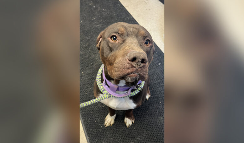 Adorable Adoptables: Kratos, Nova, Daytona