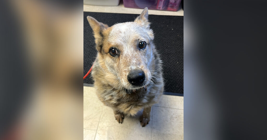 Adorable Adoptables: Misty, Sampson, Hailey