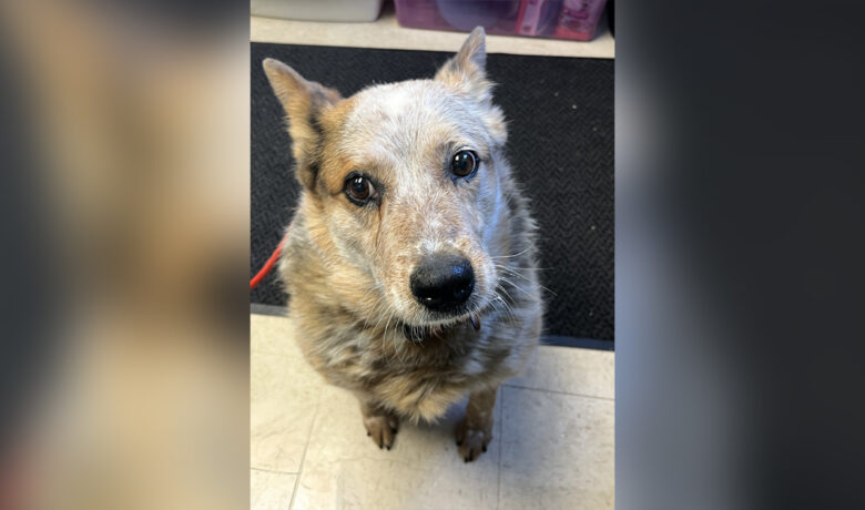 Adorable Adoptables: Misty, Sampson, Hailey