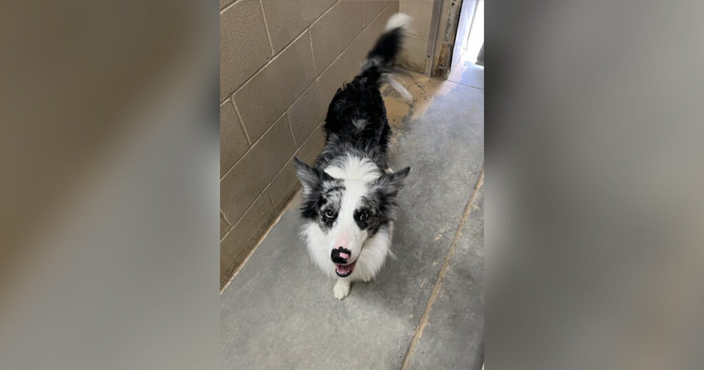 Adorable Adoptables: Rio, Ollie, Jessie May