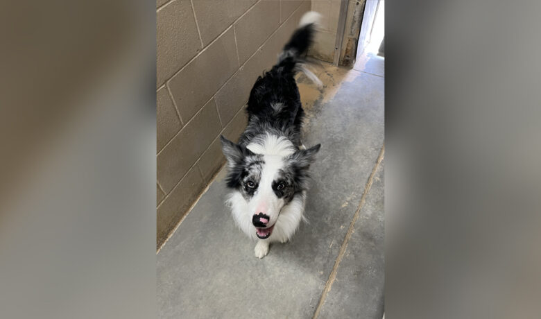 Adorable Adoptables: Rio, Ollie, Jessie May