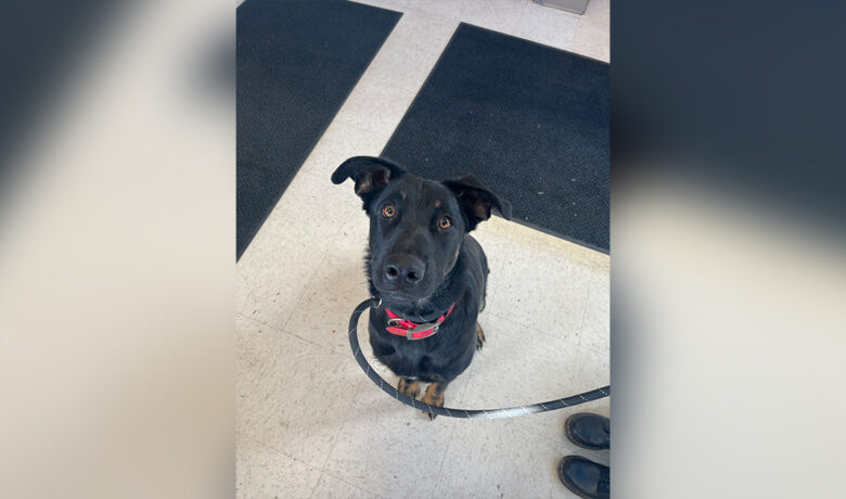 Adorable Adoptables: Cowboy, Pheonix, Cooper