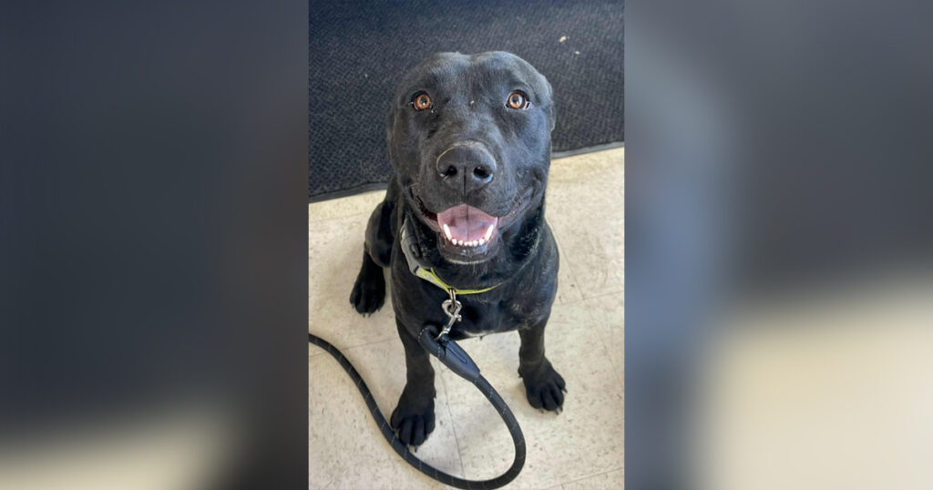 Adorable Adoptables: Luna, Willie, Gauge