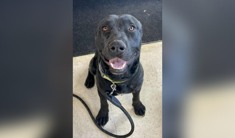 Adorable Adoptables: Luna, Willie, Gauge