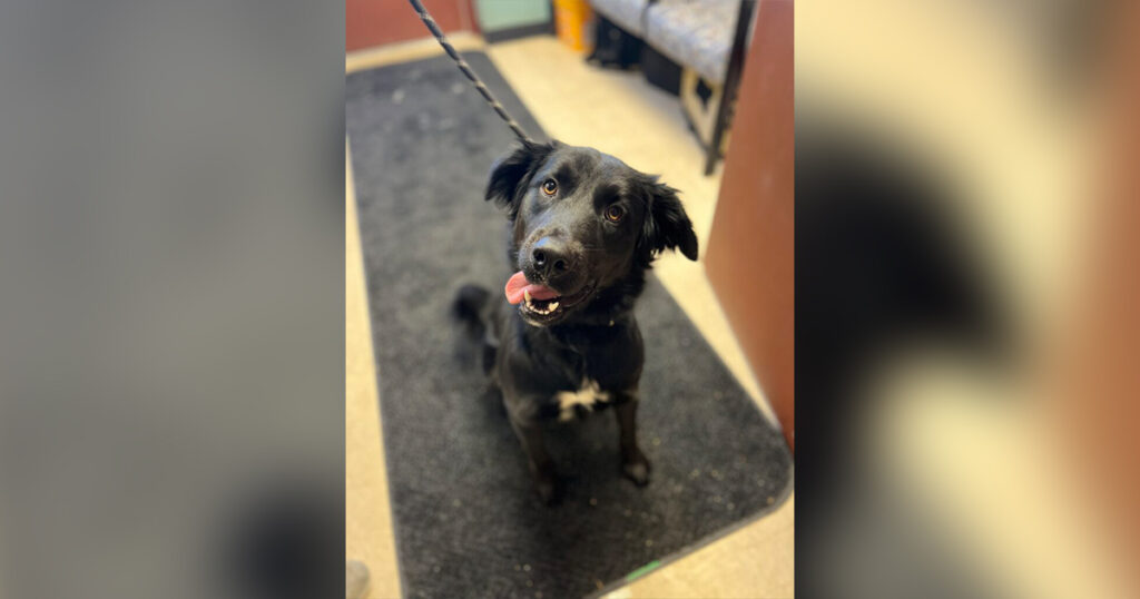 Adorable Adoptables: Sampson, Cow, Nala