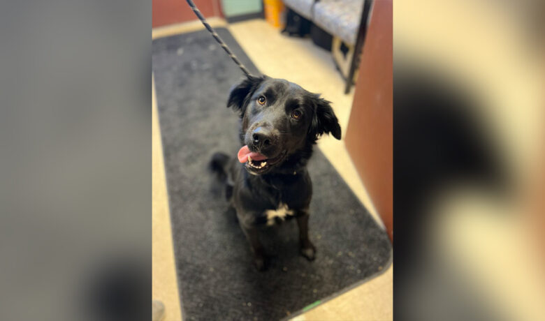 Adorable Adoptables: Sampson, Cow, Nala