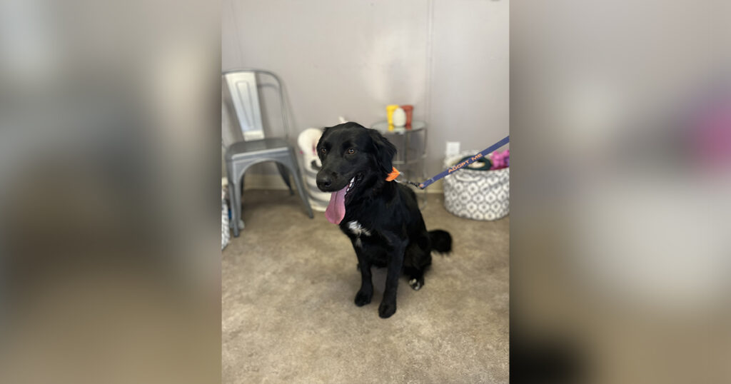 Adorable Adoptables: Sable, Wendy, Sampson