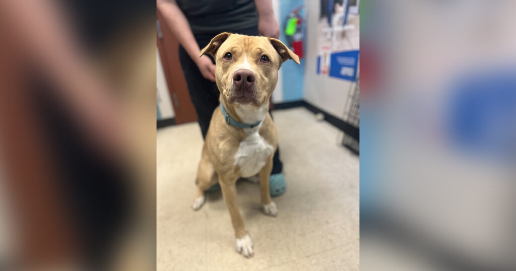 Adorable Adoptables: Theodore, Kali, Clucky-Chan
