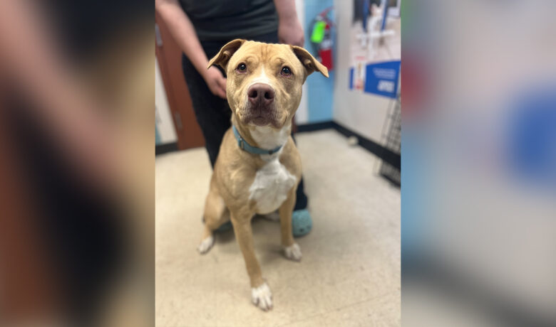 Adorable Adoptables: Theodore, Kali, Clucky-Chan