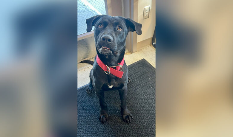 Adorable Adoptables: Willie and Milo