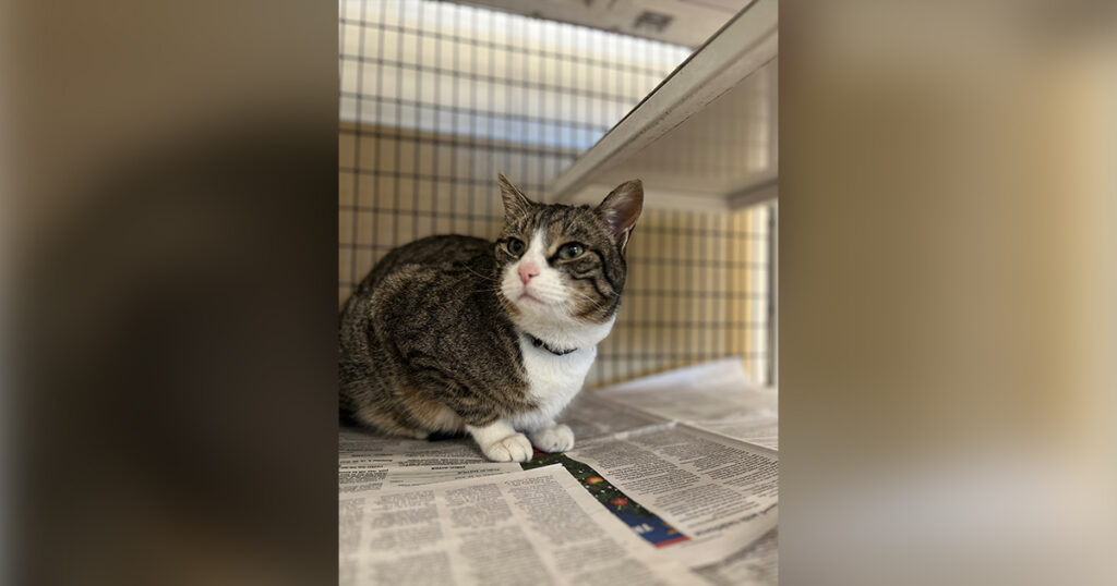 Adorable Adoptables: Gizmo, Rex and Willie