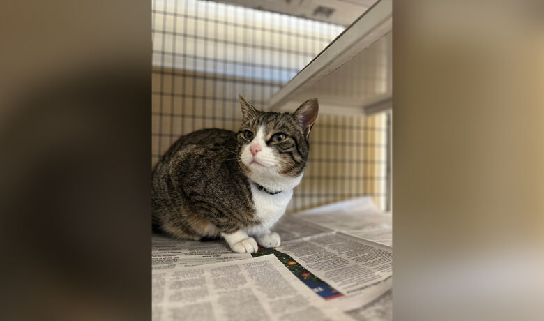 Adorable Adoptables: Gizmo, Rex and Willie