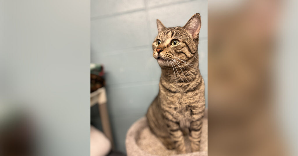 Adorable Adoptables: Hulk, Eleanor, Rook