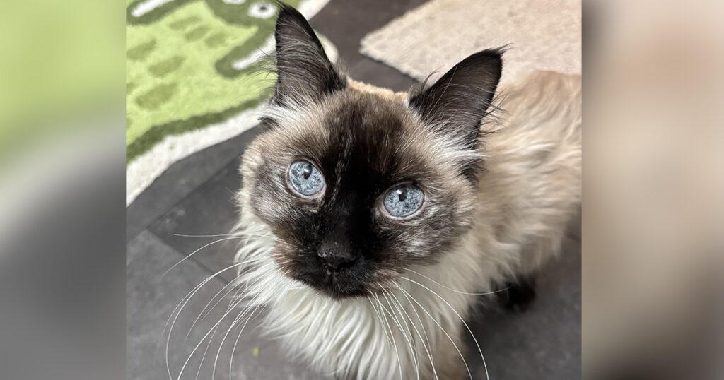 Adorable Adoptables: Smokey, Marmalade, Tessa