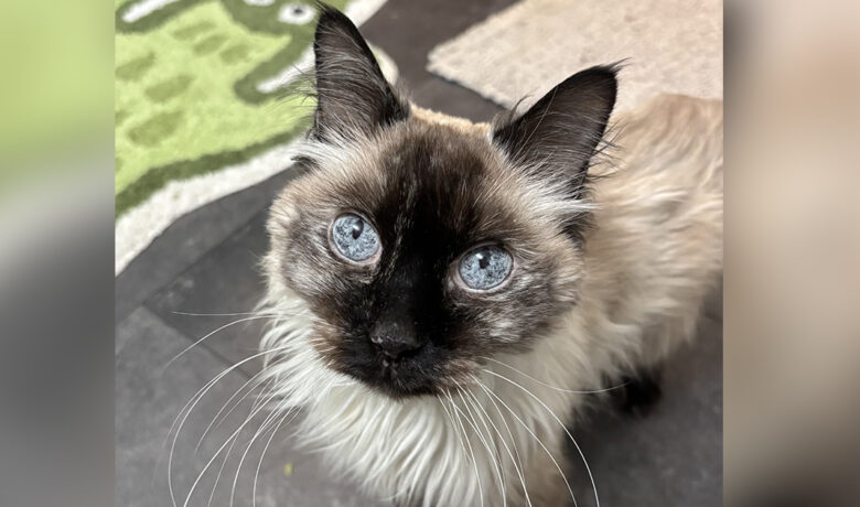 Adorable Adoptables: Smokey, Marmalade, Tessa