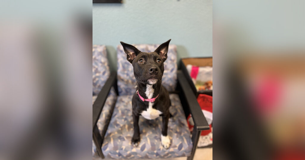 Adorable Adoptables: Pippi, Roxy and Rook