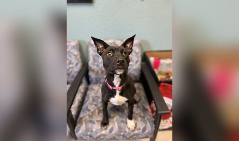 Adorable Adoptables: Pippi, Roxy and Rook