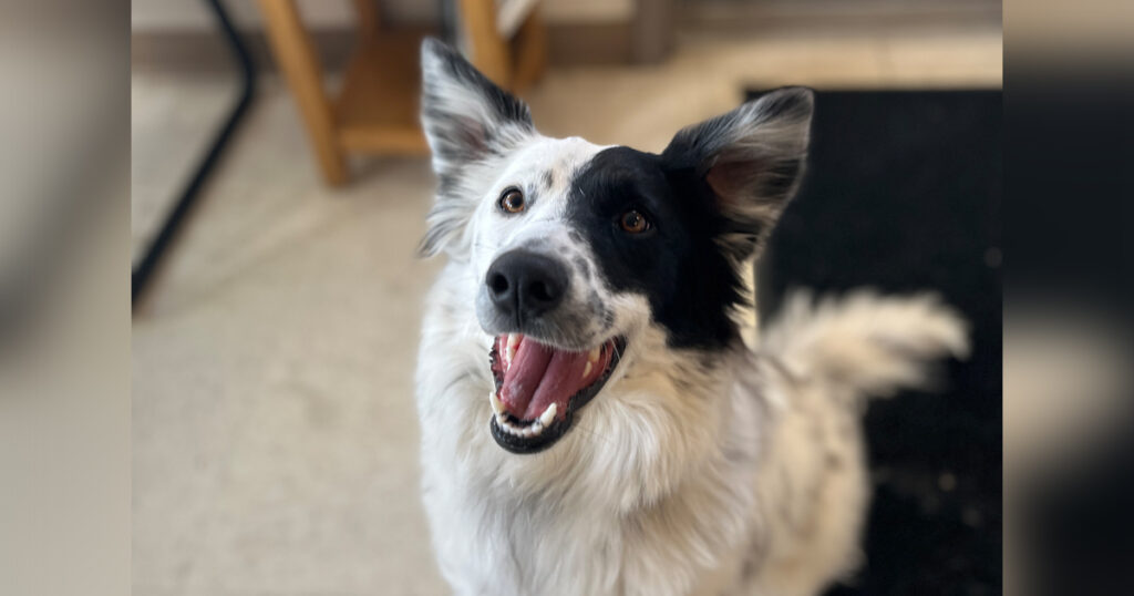 Adorable Adoptables: Seeing Spots