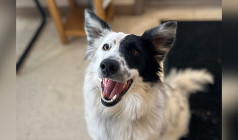 Adorable Adoptables: Seeing Spots