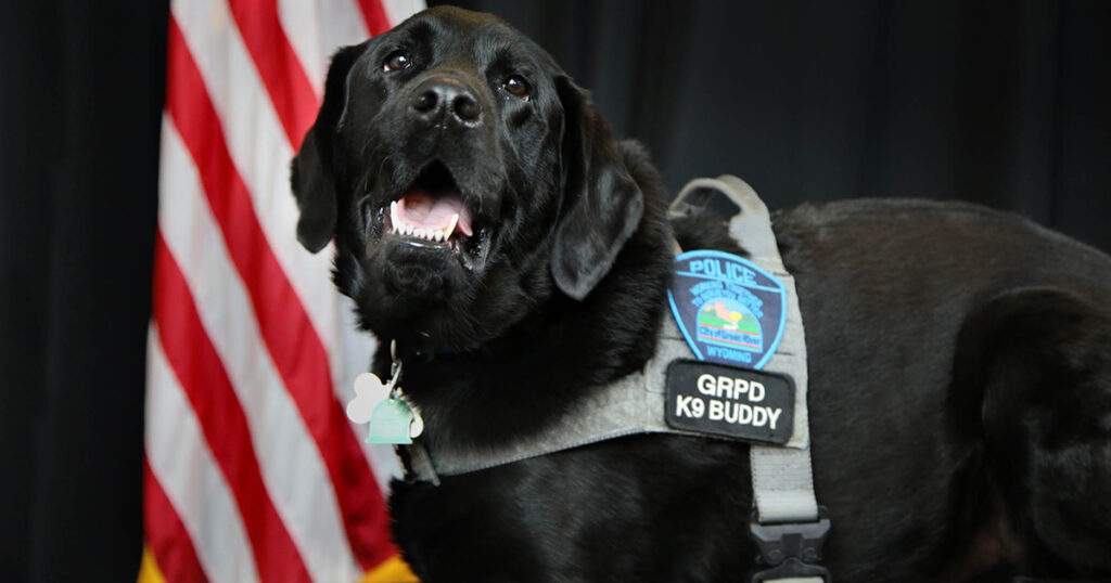 Buddy The Police Therapy Dog Brings Comfort To Victims And Officers