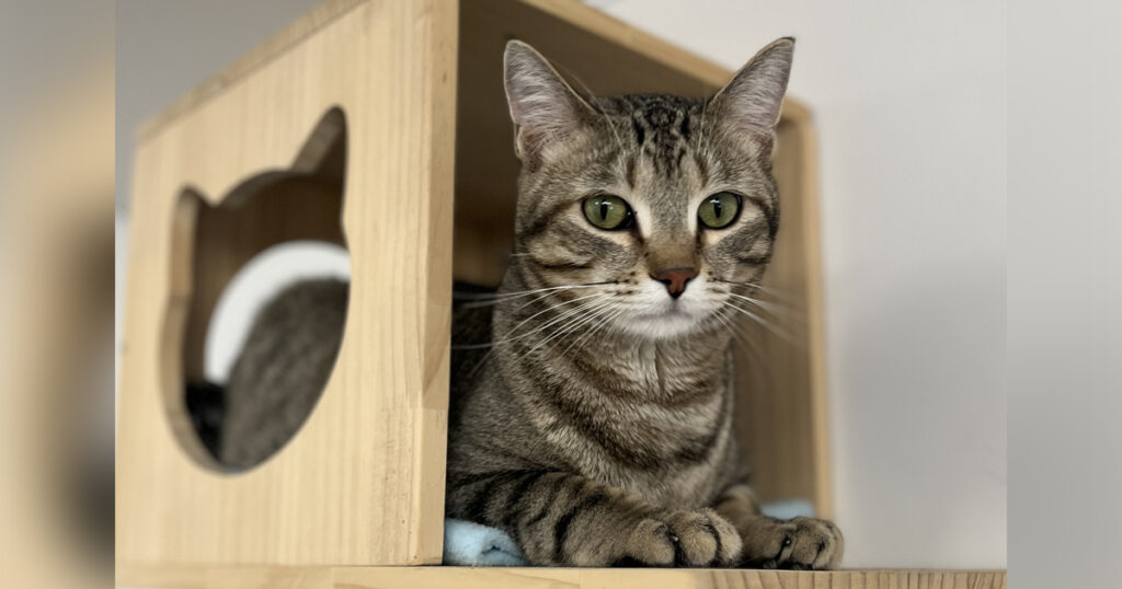 Adorable Adoptables: Flynn, Casanova, Mariah