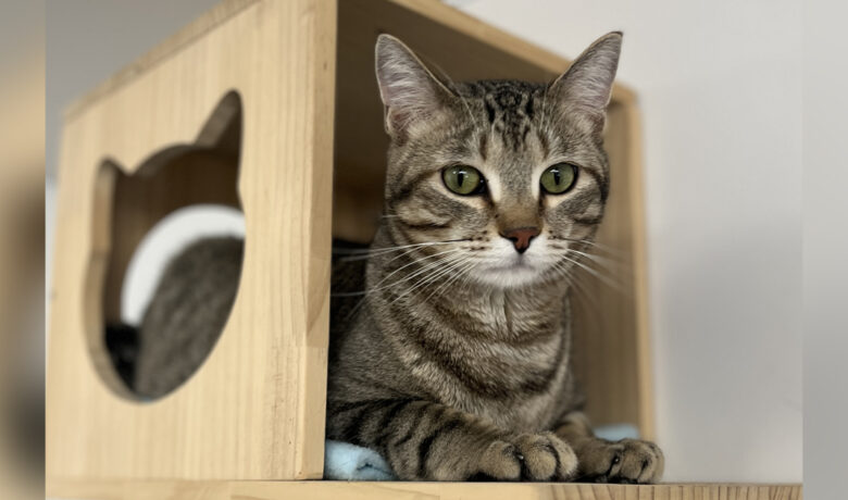 Adorable Adoptables: Flynn, Casanova, Mariah