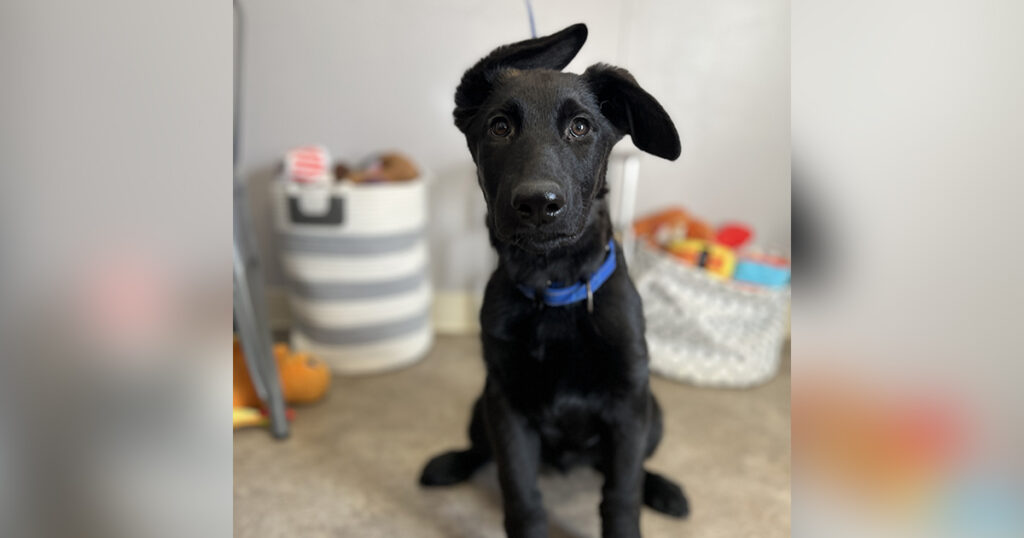 Adorable Adoptables: Bodhi, Sycamore, Nova