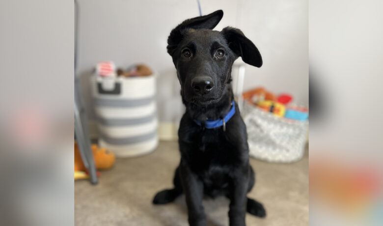 Adorable Adoptables: Bodhi, Sycamore, Nova